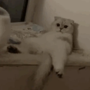 欧美精品免费一级不卡视频
